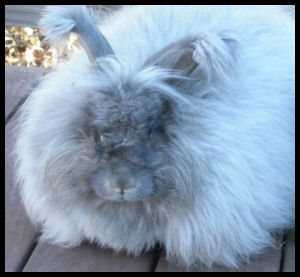 Angora, the story behind this amazing fibre.
